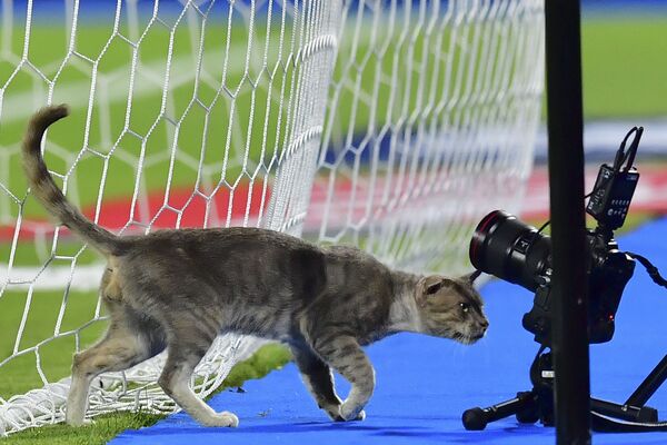 Gato passando por entre as câmaras durante o jogo da Copa de Nações Africanas em um estádio no Egito - Sputnik Brasil