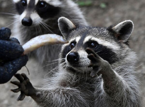 Guaxinins sendo alimentados no Parque de Pequenos Predadores na região russa de Primorie - Sputnik Brasil