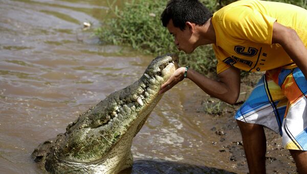 Juan Cerdas beijando crocodilo no rio Tárcoles - Sputnik Brasil