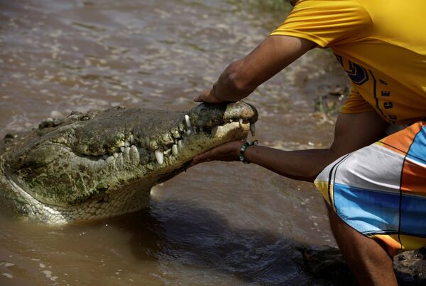 Hobby perigoso: homem na Costa Rica beija crocodilo de 5 m para entreter turistas (FOTOS) - Sputnik Brasil
