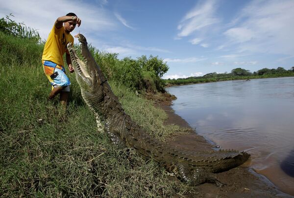 Hobby perigoso: homem na Costa Rica beija crocodilo de 5 m para entreter turistas (FOTOS) - Sputnik Brasil
