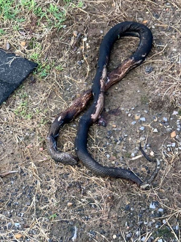 Cobra provoca incêndio e morre deixando cidade dos EUA sem energia (IMAGENS FORTES) - Sputnik Brasil