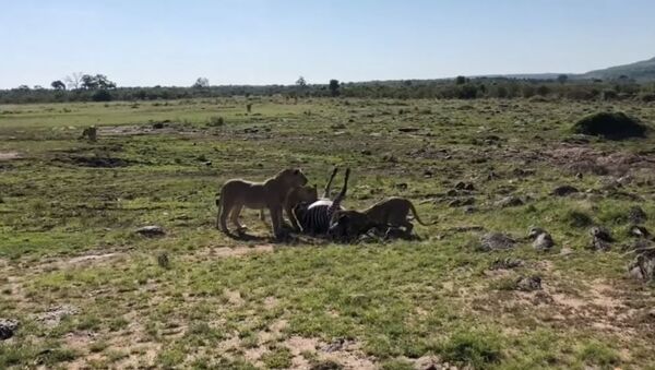 Destino cruel: zebra morre mesmo tendo escapado de mandíbulas de crocodilo - Sputnik Brasil