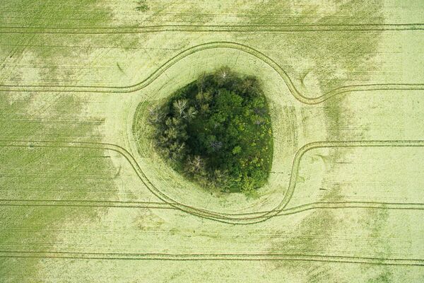 Campos de trigo-mourisco florescendo, Rússia - Sputnik Brasil