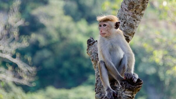 Macaco no galho (imagem referencial) - Sputnik Brasil