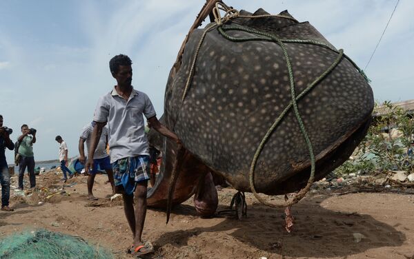 Pescador indiano com o tubarão-baleia no porto de pesca de Kasimedu, em Chennai - Sputnik Brasil