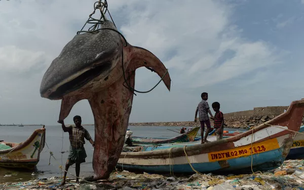 Indiano com o tubarão-baleia no porto de pesca de Kasimedu Indiano com o tubarão-baleia no porto de pesca de Kasimedu - Sputnik Brasil