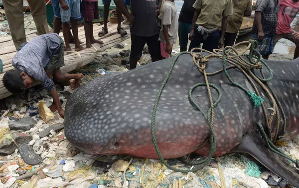 Menino indiano dá uma olhada mais de perto no tubarão-baleia morto, em Chennai Menino indiano dá uma olhada mais de perto no tubarão-baleia morto, em Chennai - Sputnik Brasil