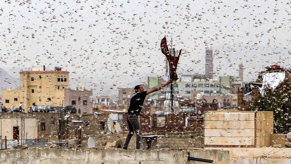 Homem tenta apanhar gafanhotos no Iêmen - Sputnik Brasil
