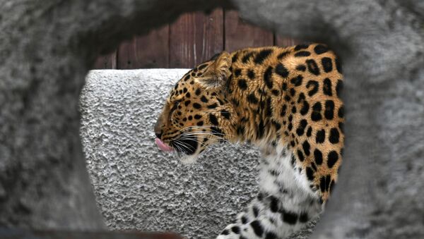 Leopardo no zoo de Moscou - Sputnik Brasil