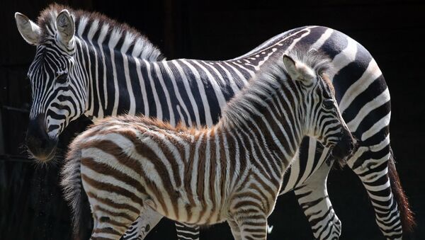 Zebras (foto de arquivo) - Sputnik Brasil