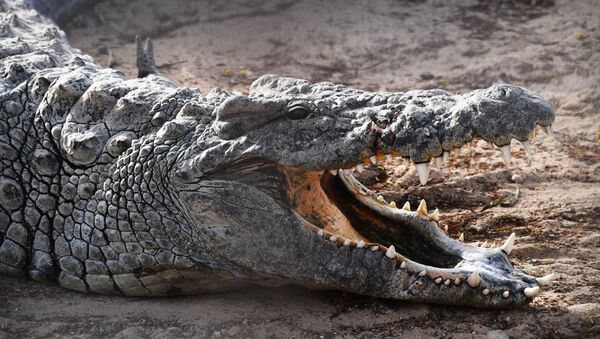 Fazenda de crocodilos na ilha de Djerba, Tunícia - Sputnik Brasil
