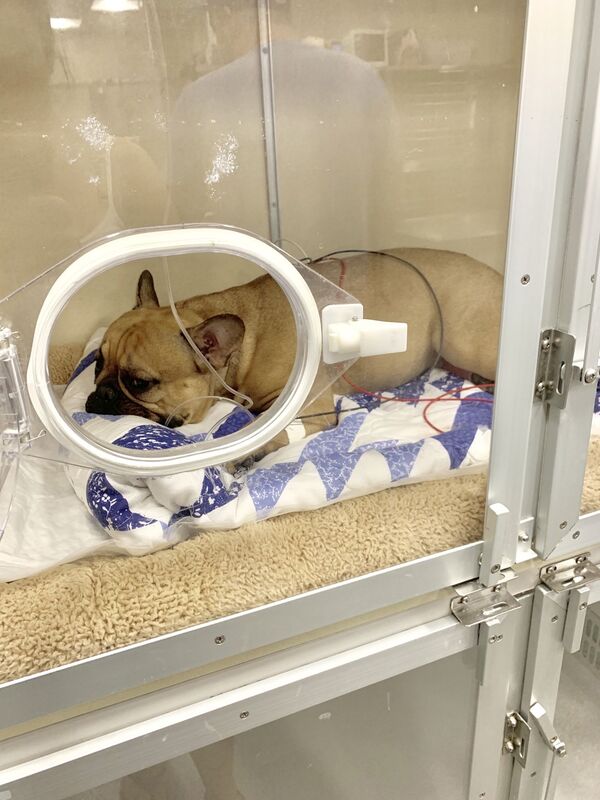 Cachorro sobrevive após cair do telhado de um prédio em Nova York (FOTOS) - Sputnik Brasil