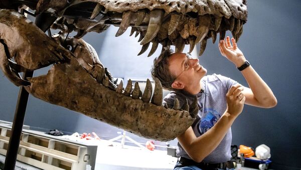 Paleontóloga Anne Schulp durante a reconstituição do esqueleto do tiranossauro no museu Naturalis, na Holanda - Sputnik Brasil