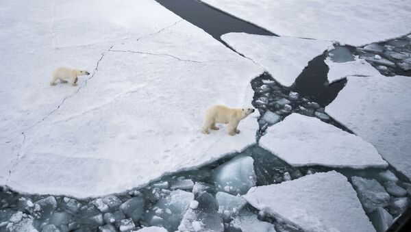 Urso branco com ursinho na área do arquipélago ártico de Franz Josef no Mar de Barents. - Sputnik Brasil