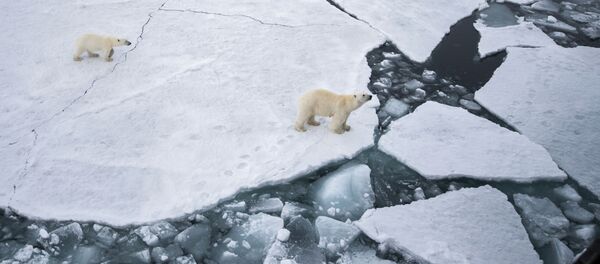Urso branco com ursinho na área do arquipélago ártico de Franz Josef no Mar de Barents. - Sputnik Brasil