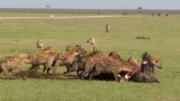 Leoa ataca hienas com olho grande para sua comida - Sputnik Brasil