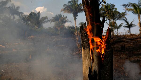 Floresta Amazônica em chamas, Iranduba, 20 de agosto de 2019 - Sputnik Brasil