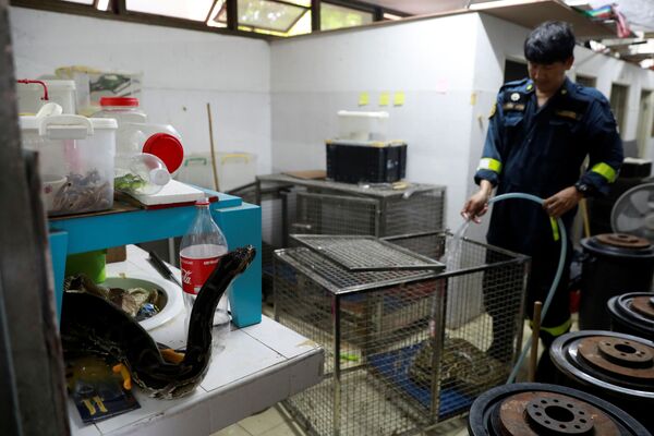Bombeiro limpa jaula de cobra na Tailândia
 - Sputnik Brasil
