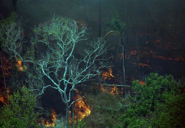 Brasil autoriza uso da Força Nacional para combater o desmatamento na Amazônia Brasil autoriza uso da Força Nacional para combater o desmatamento na Amazônia - Sputnik Brasil