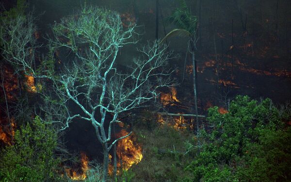 Vegetação em chamas na floresta Amazônica - Sputnik Brasil