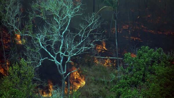 Vegetação em chamas na floresta Amazônica - Sputnik Brasil