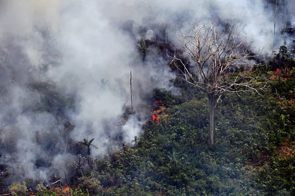 VÍDEO de Fidel Castro prevendo tragédia na Amazônia viraliza só agora VÍDEO de Fidel Castro prevendo tragédia na Amazônia viraliza só agora - Sputnik Brasil