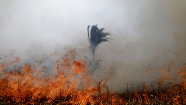 Incêndios na Amazônia, 24 de agosto de 2019  - Sputnik Brasil