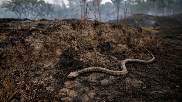 Cobra em um trecho da selva amazônica após incêndio em Porto Velho, Rondônia, 24 de agosto de 2019 - Sputnik Brasil