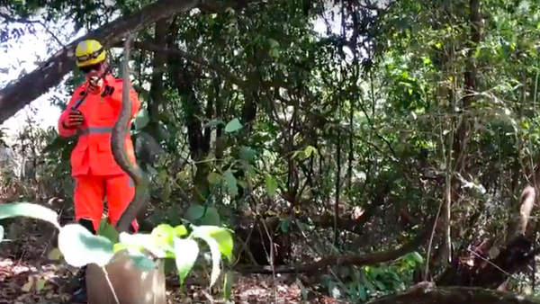  Pesada e arisca: jiboia de 2 metros volta à selva em MG - Sputnik Brasil