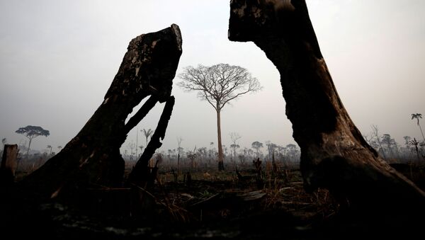 Árvores queimadas durante os incêndios florestais na Amazônia - Sputnik Brasil