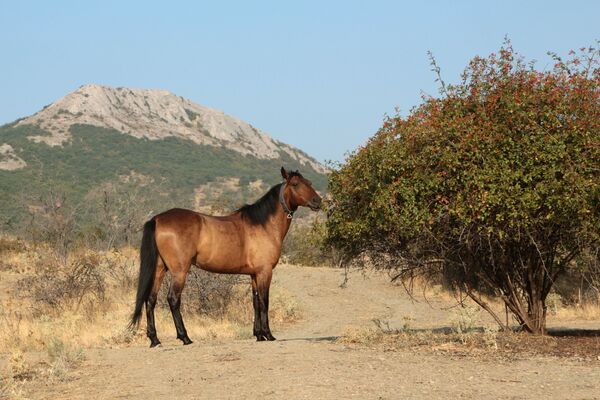 Cavalo pasta perto do parque natural de montanha Kara Dag na Crimeia - Sputnik Brasil