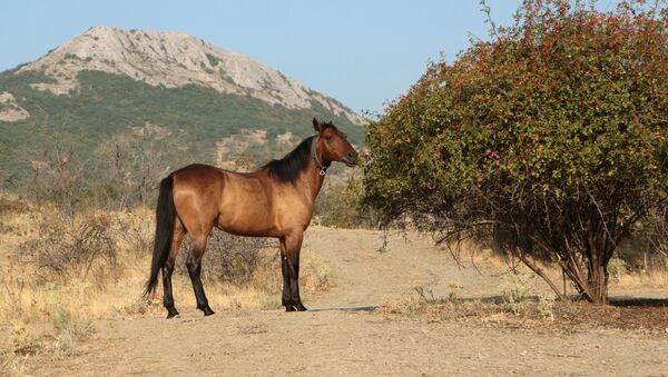 Cavalo pasta perto do parque natural de montanha Kara Dag na Crimeia - Sputnik Brasil