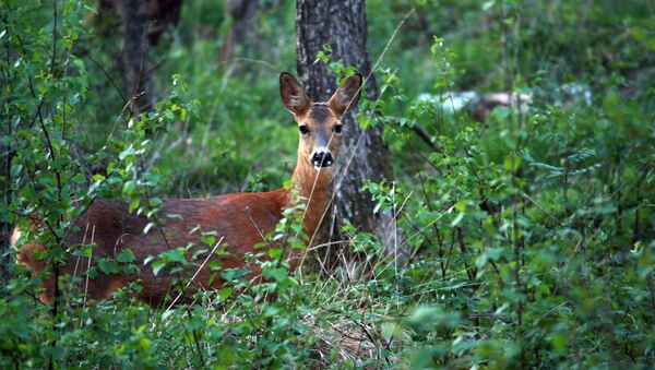 Cervo olha atenciosamente em uma floresta na Suécia - Sputnik Brasil