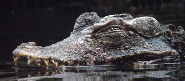 Jacaré na água Jacaré na água - Sputnik Brasil