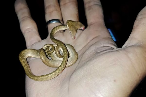 Serpente de 2 cabeças surge ao lado de motociclista em Bali (FOTO) - Sputnik Brasil