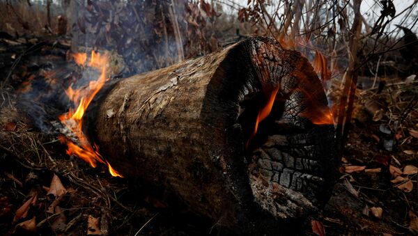 Árvores queimadas durante os incêndios florestais na Amazônia (imagem ilustrativa) - Sputnik Brasil