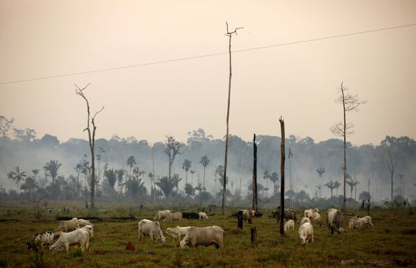 Visão aérea de uma área desmatada na Floresta Nacional Bom Futuro, no estado de Rondônia, Brasil, 12 de setembro de 2019 - Sputnik Brasil