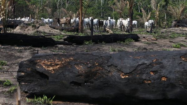 Gado é visto perto de árvores queimadas na Floresta Nacional de Jamanxim na Amazônia, no estado do Pará, Brasil, 10 de setembro de 2019 - Sputnik Brasil