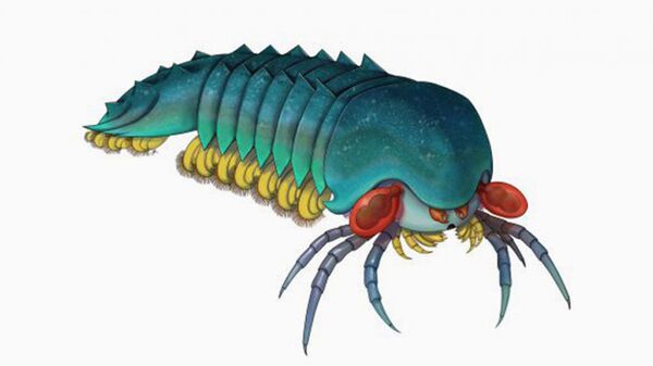 'Pavor e beleza': cientista descreve nova espécie de artrópode de 500 milhões de anos (FOTO) 'Pavor e beleza': cientista descreve nova espécie de artrópode de 500 milhões de anos (FOTO) - Sputnik Brasil