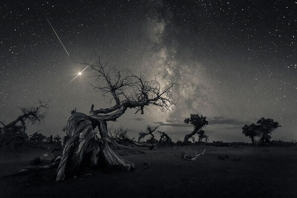 Foto feita pelo fotógrafo chinês Wang Zheng, que ganhou o 1º lugar na categoria Skyscapes, no concurso Insight Investment Astronomy Photographer of the Year 2019, exibe árvores secas na Mongólia - Sputnik Brasil