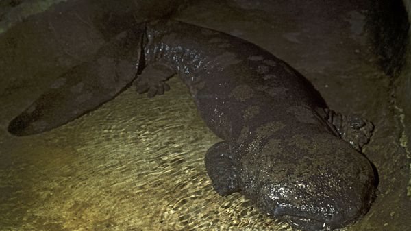 Salamandra gigante japonesa (Andrias japonicus) no Jardim Zoológico de Moscou, Rússia - Sputnik Brasil