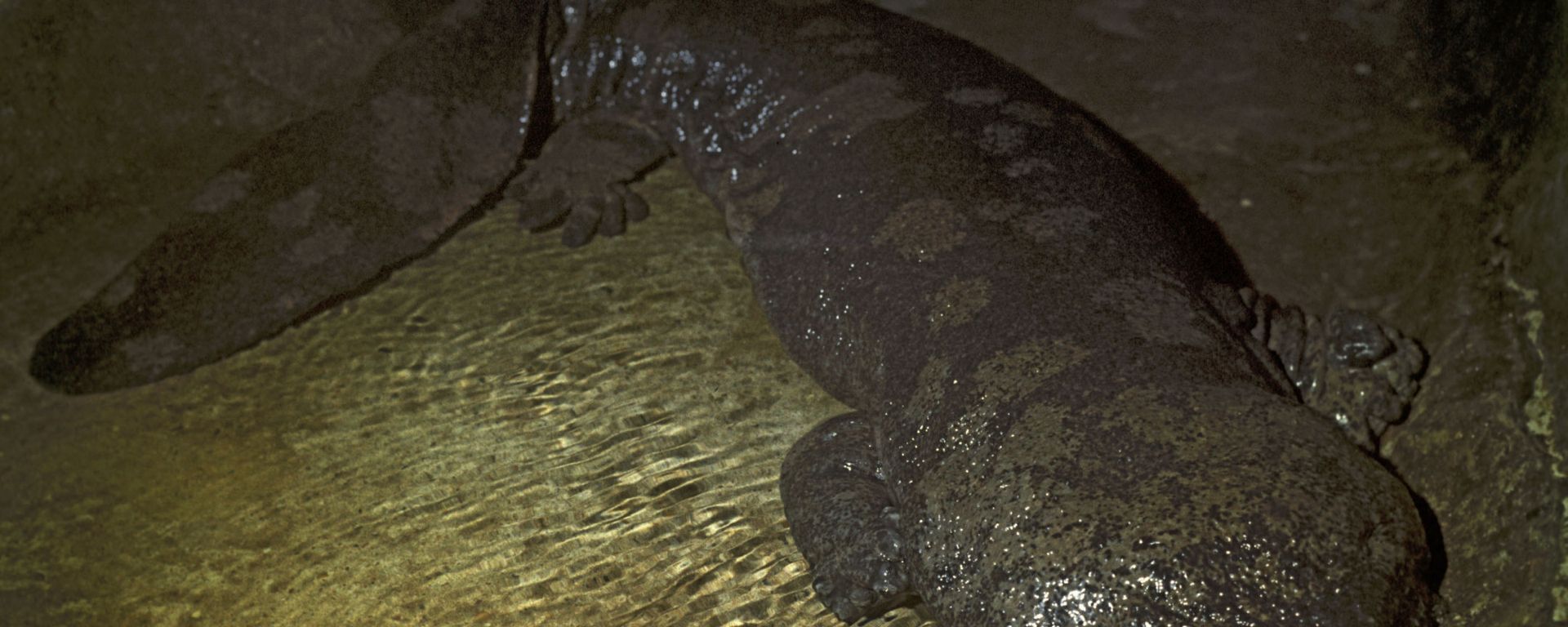 Salamandra gigante japonesa (Andrias japonicus) no Jardim Zoológico de Moscou, Rússia - Sputnik Brasil, 1920, 12.07.2026