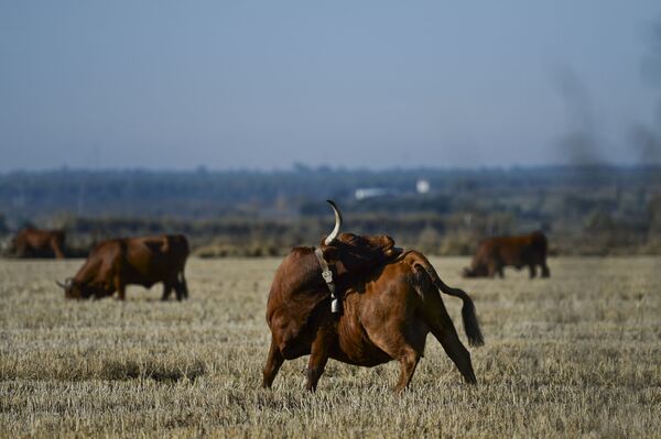 Universidade de Coimbra diz 'não' ao uso de carne bovina nas cantinas e indigna agropecuaristas - Sputnik Brasil