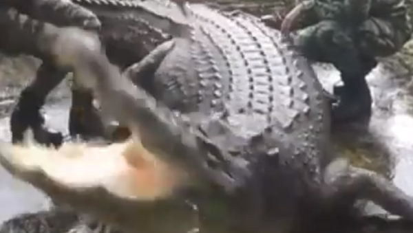 Crocodilo tenta abocanhar garotas - Sputnik Brasil