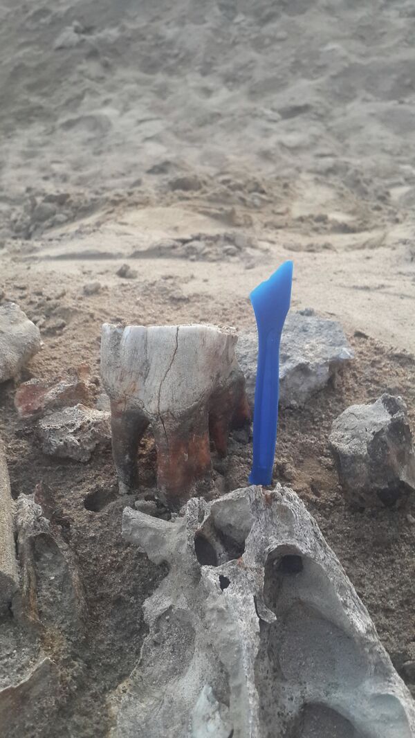 Na Rússia, menino desenterra por acaso ossos de rinoceronte de 10.000 anos (FOTOS) Na Rússia, menino desenterra por acaso ossos de rinoceronte de 10.000 anos (FOTOS) - Sputnik Brasil