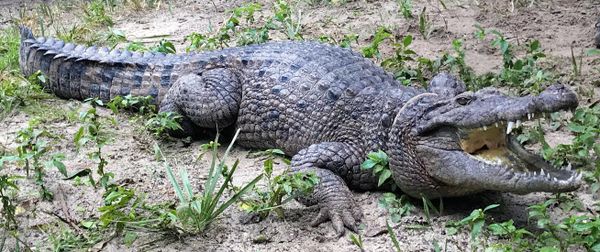 Nova espécie de crocodilo de 3 metros é descoberta em Nova Guiné (FOTOS) Nova espécie de crocodilo de 3 metros é descoberta em Nova Guiné (FOTOS) - Sputnik Brasil