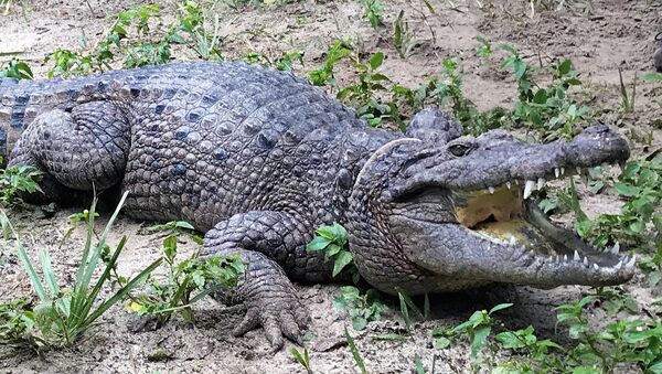 Um crocodilo representante da nova espécie Crocodylus halli (imagem referencial) - Sputnik Brasil