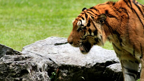 Tigre em parque na Malásia - Sputnik Brasil
