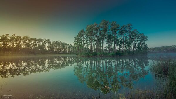 Biólogo registra píton birmanesa dando bote em pelicano na Flórida - Sputnik Brasil